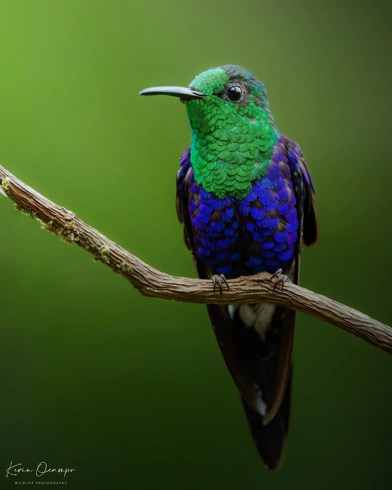 Wildlife and bird photography captured on an Ocampo Expeditions tour in Colombia.