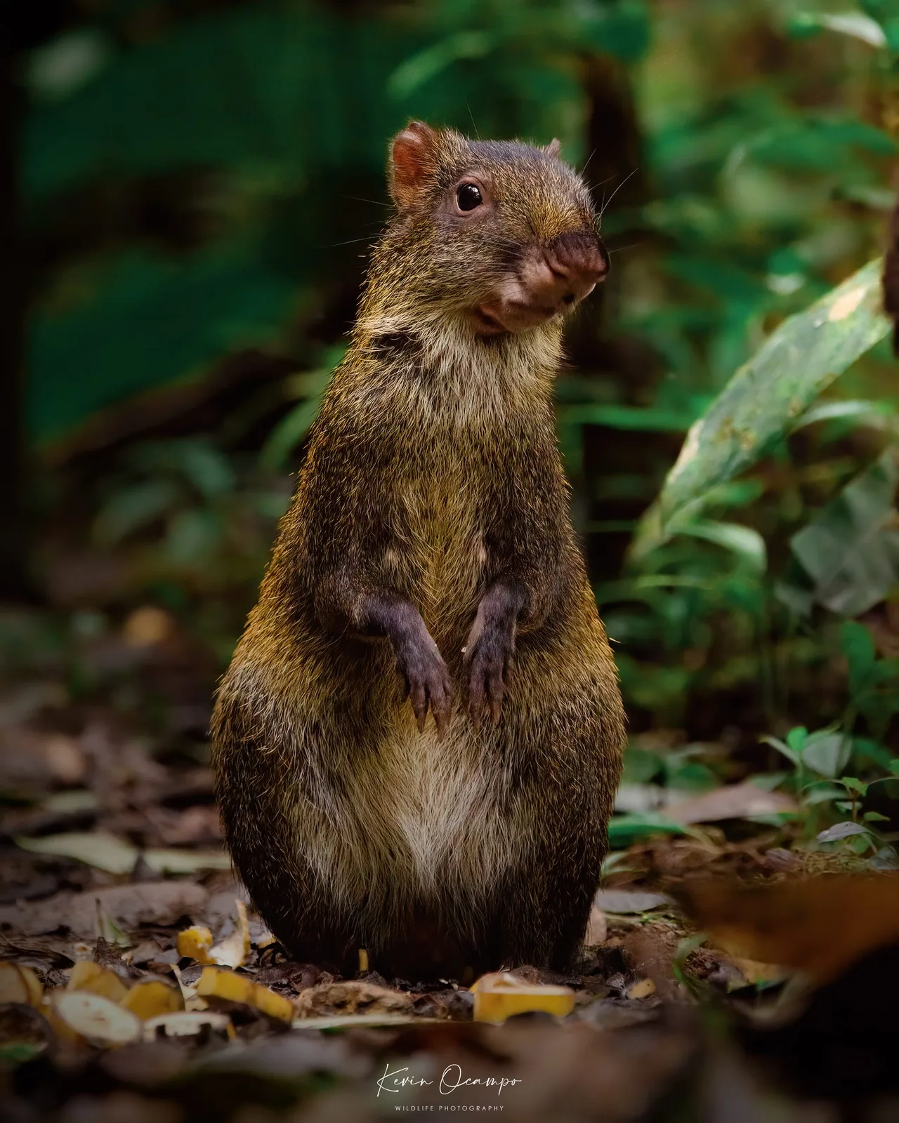 Wildlife and bird photography captured on an Ocampo Expeditions tour in Colombia.