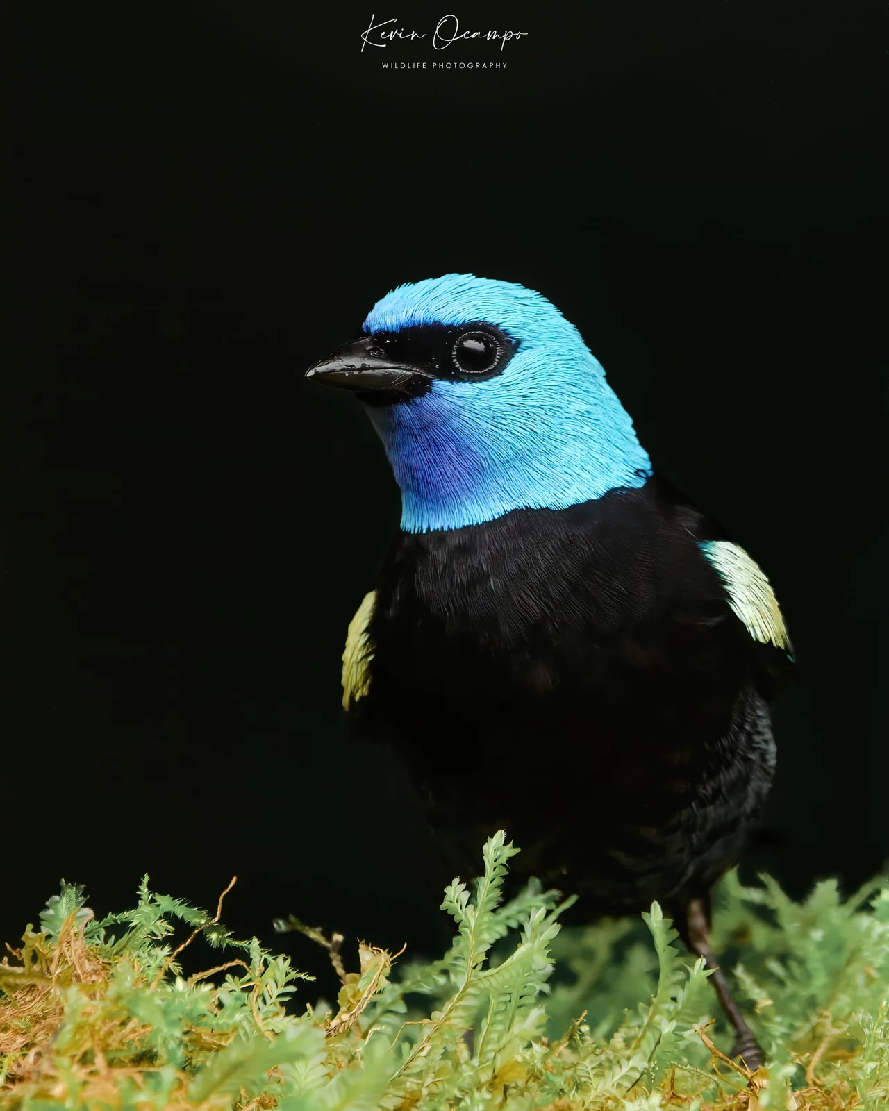 Wildlife and bird photography captured on an Ocampo Expeditions tour in Colombia.