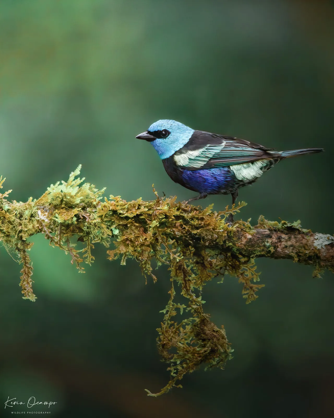 Wildlife and bird photography captured on an Ocampo Expeditions tour in Colombia.