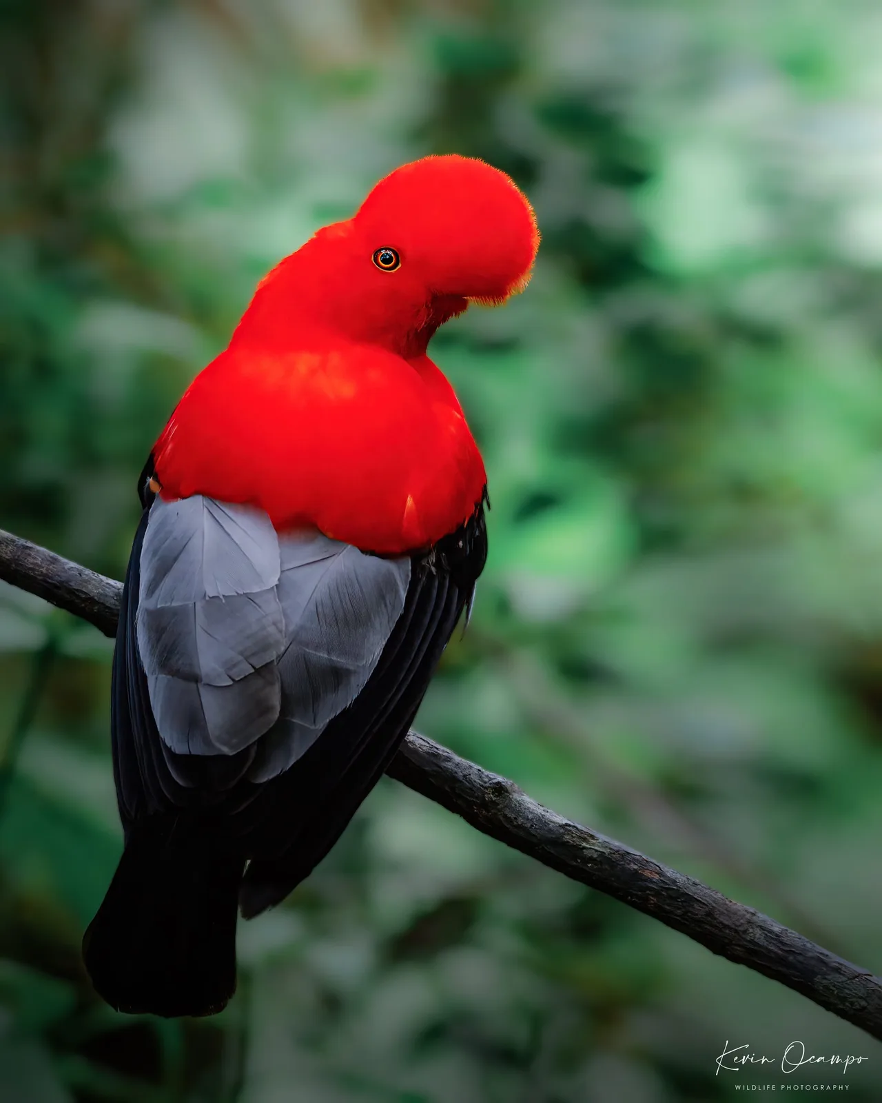 Wildlife and bird photography captured on an Ocampo Expeditions tour in Colombia.