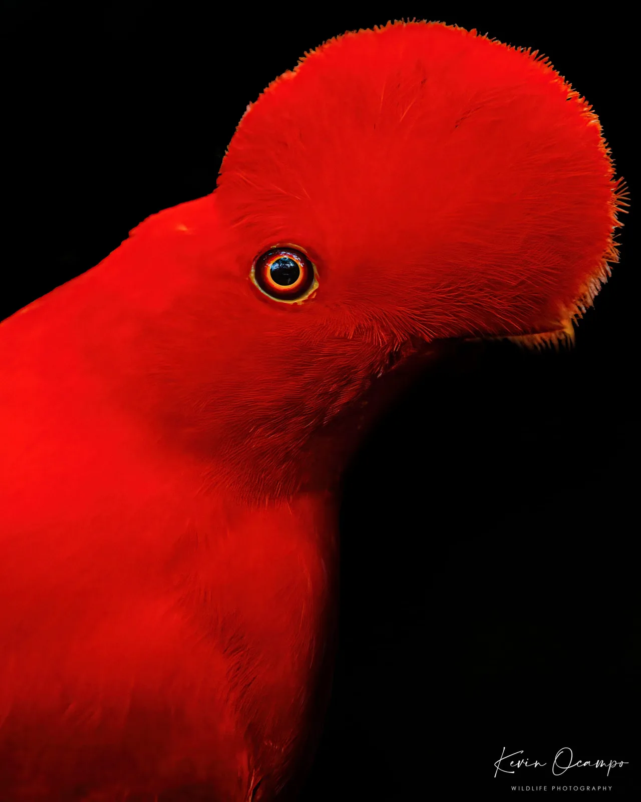 Wildlife and bird photography captured on an Ocampo Expeditions tour in Colombia.