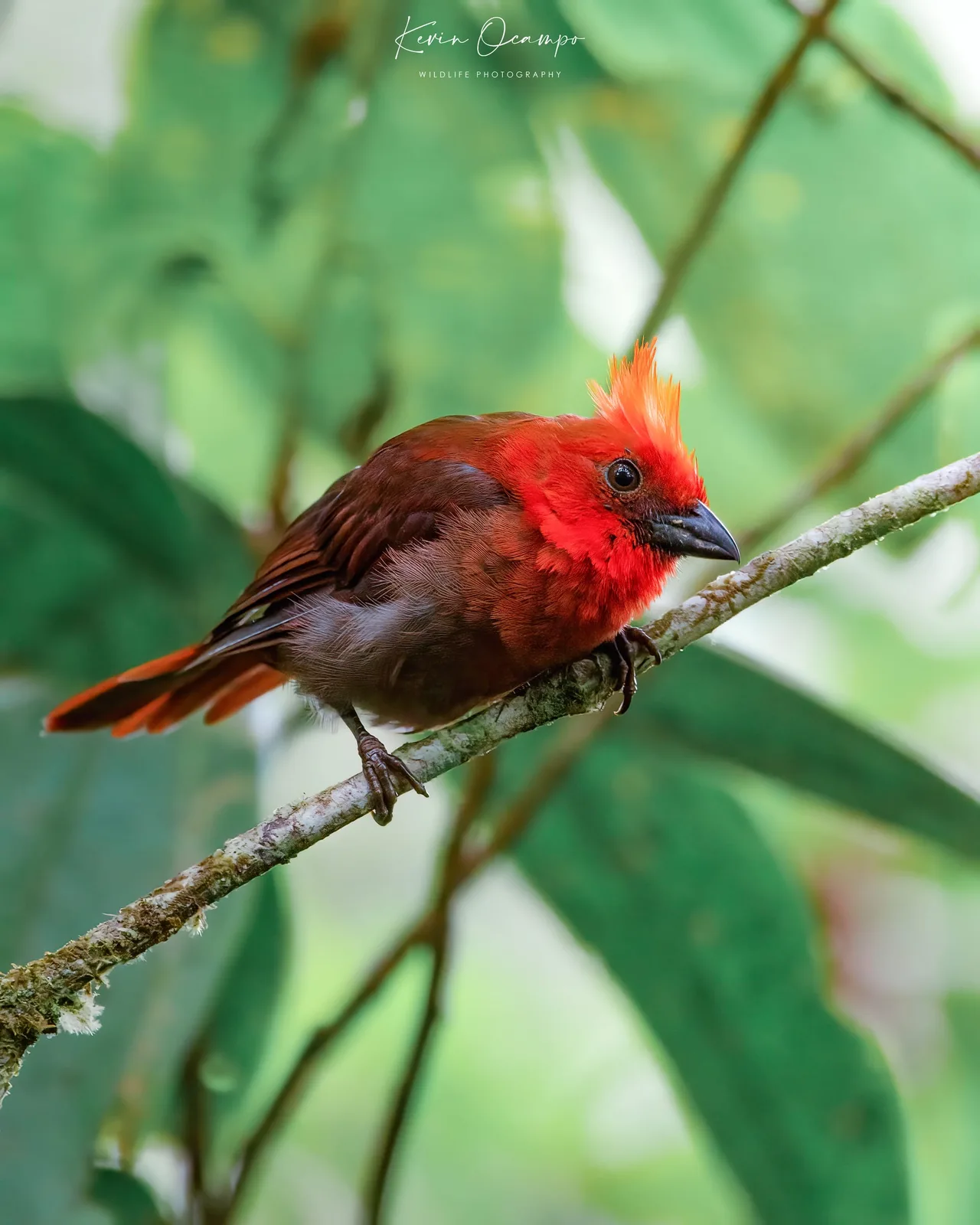 Wildlife and bird photography captured on an Ocampo Expeditions tour in Colombia.