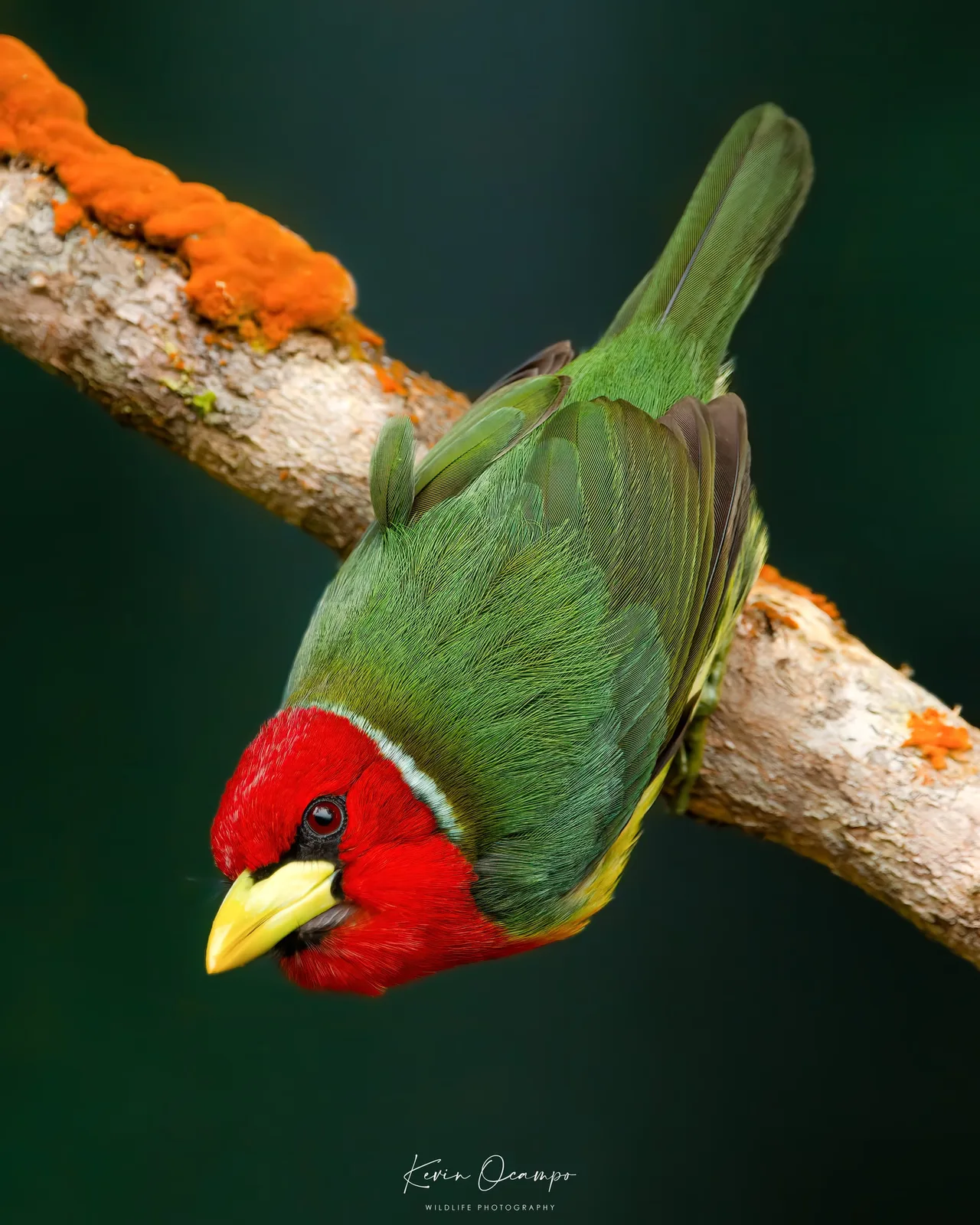 Wildlife and bird photography captured on an Ocampo Expeditions tour in Colombia.