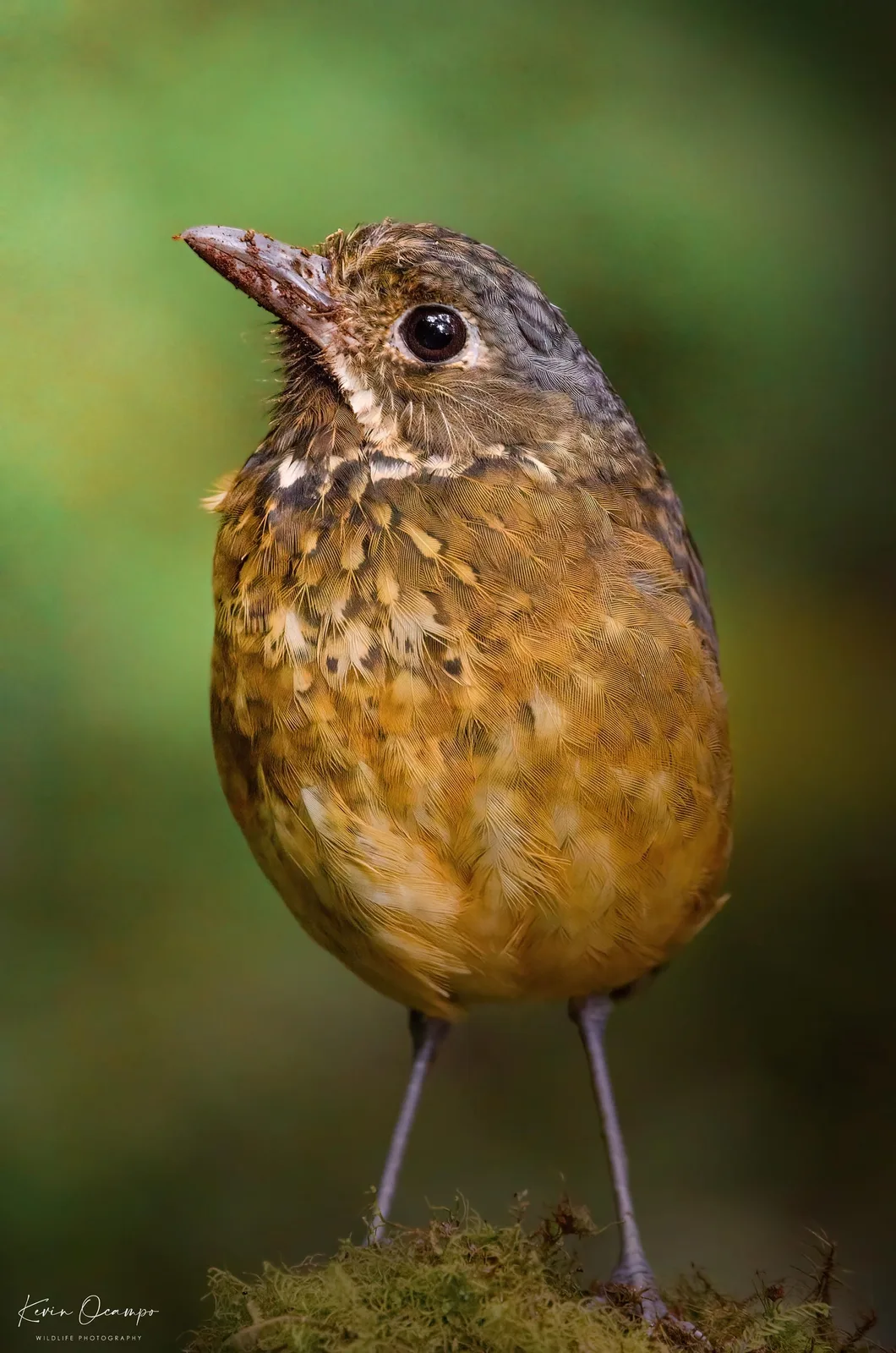 Wildlife and bird photography captured on an Ocampo Expeditions tour in Colombia.