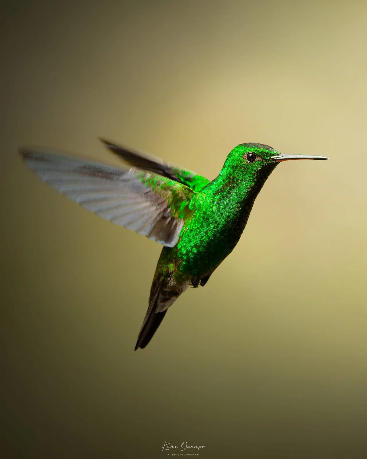 Wildlife and bird photography captured on an Ocampo Expeditions tour in Colombia.