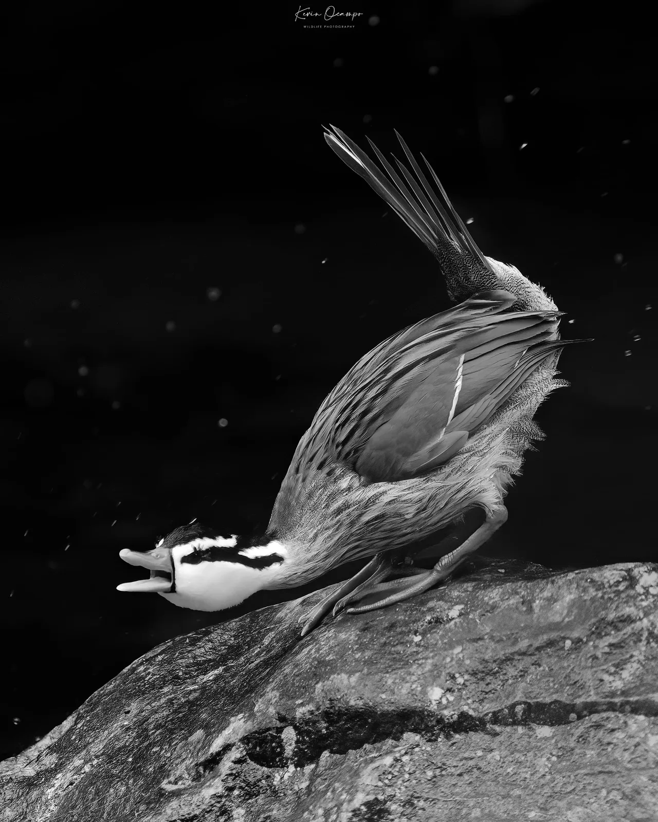 Wildlife and bird photography captured on an Ocampo Expeditions tour in Colombia.