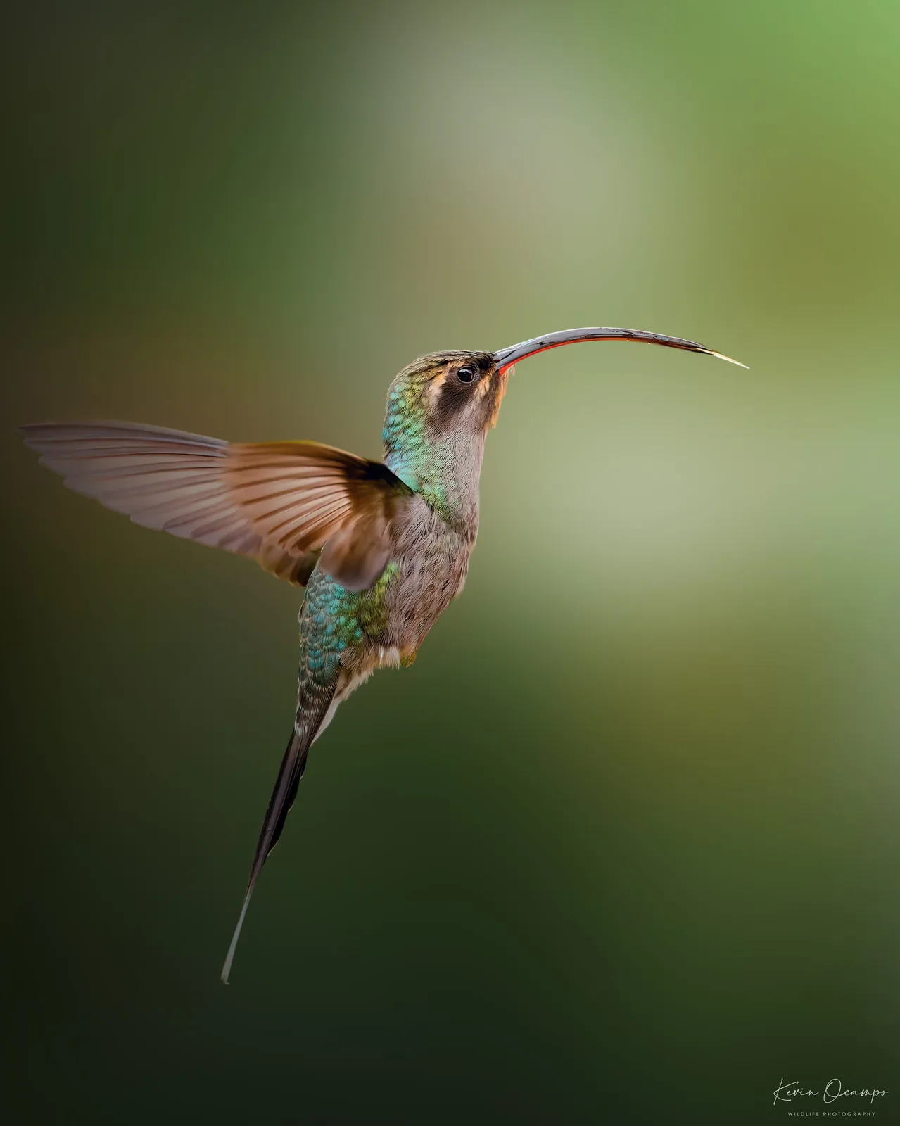 Wildlife and bird photography captured on an Ocampo Expeditions tour in Colombia.
