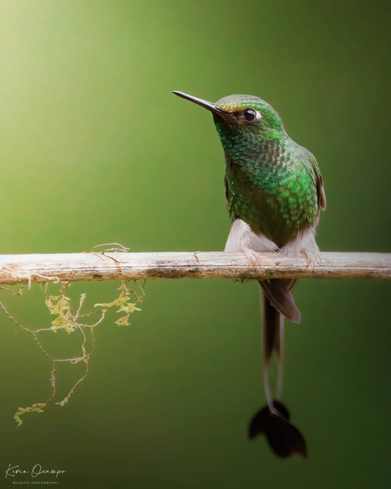 Wildlife and bird photography captured on an Ocampo Expeditions tour in Colombia.