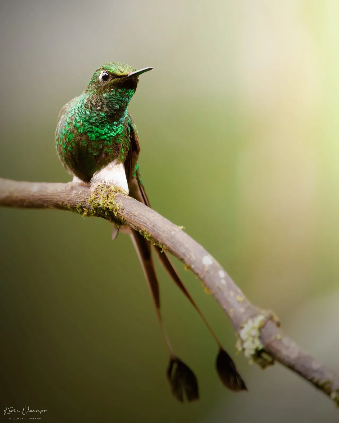 Wildlife and bird photography captured on an Ocampo Expeditions tour in Colombia.