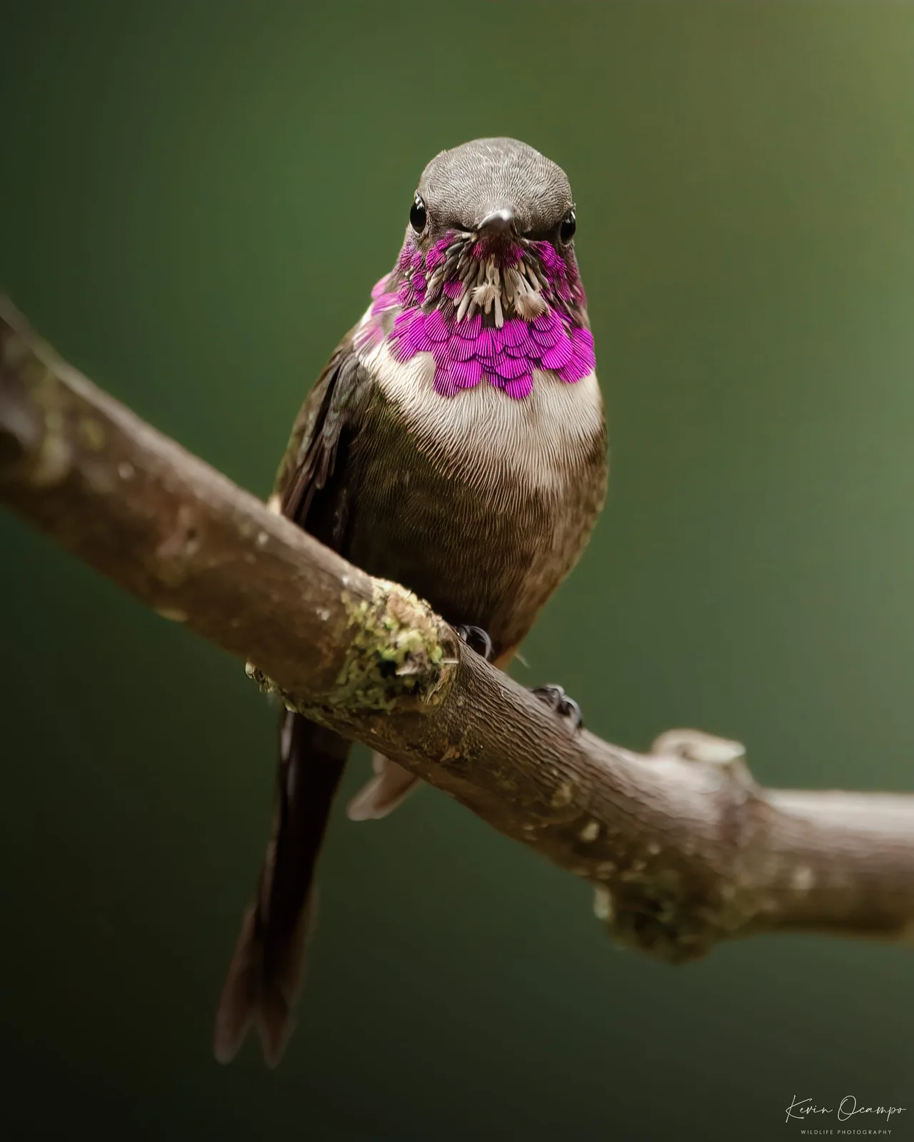 Wildlife and bird photography captured on an Ocampo Expeditions tour in Colombia.