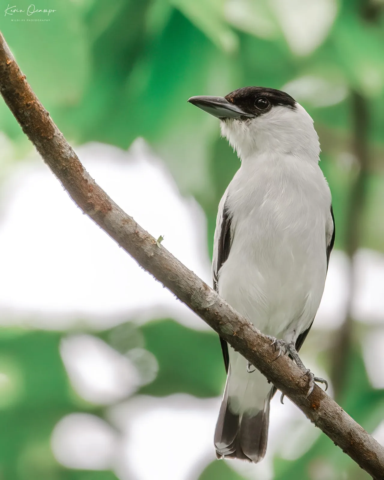 Wildlife and bird photography captured on an Ocampo Expeditions tour in Colombia.