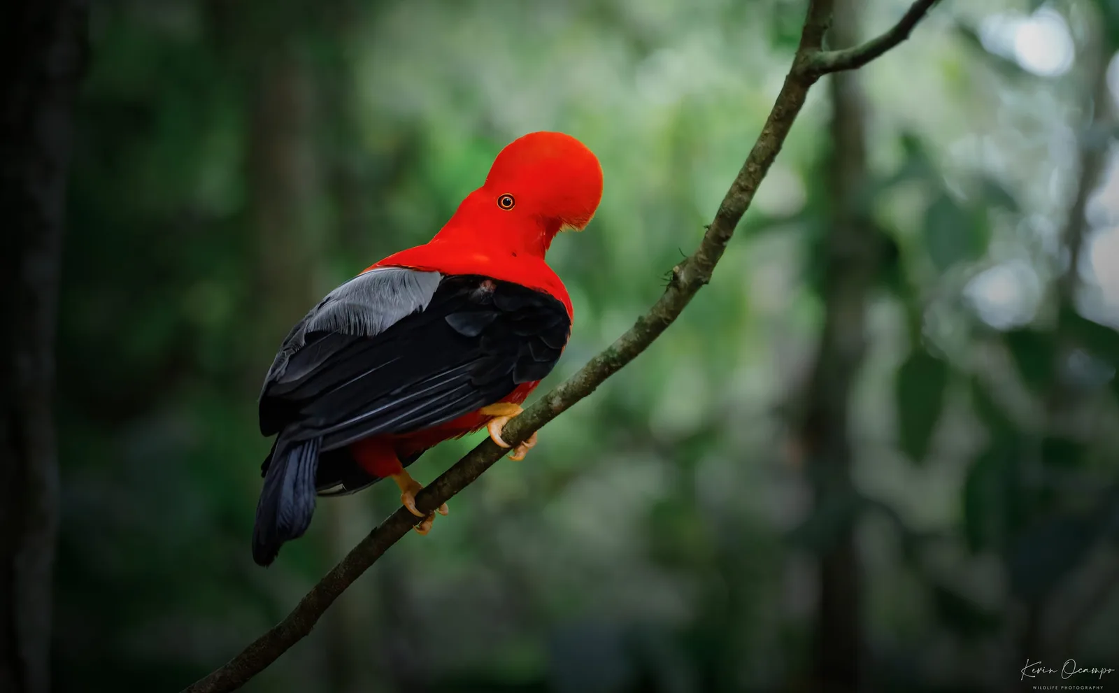 Wildlife and bird photography captured on an Ocampo Expeditions tour in Colombia.
