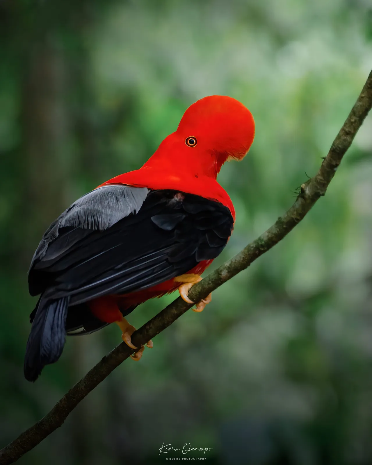 Wildlife and bird photography captured on an Ocampo Expeditions tour in Colombia.