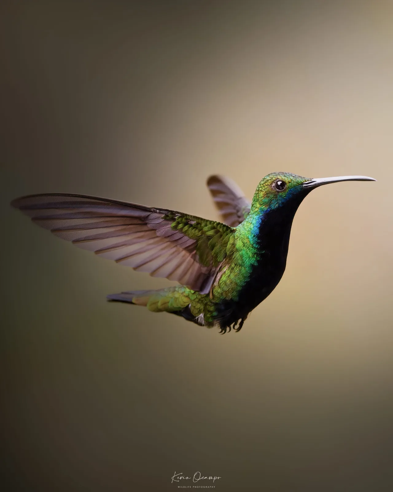 Wildlife and bird photography captured on an Ocampo Expeditions tour in Colombia.