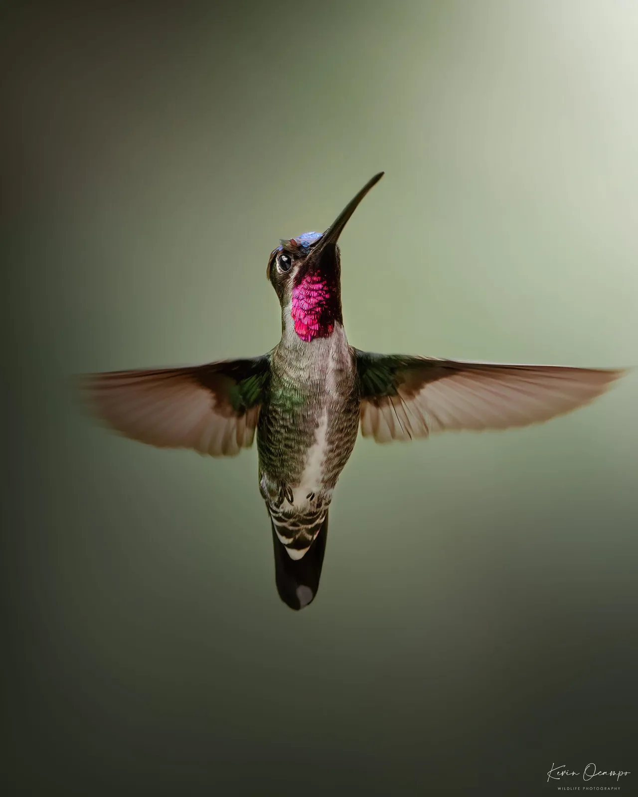 Wildlife and bird photography captured on an Ocampo Expeditions tour in Colombia.