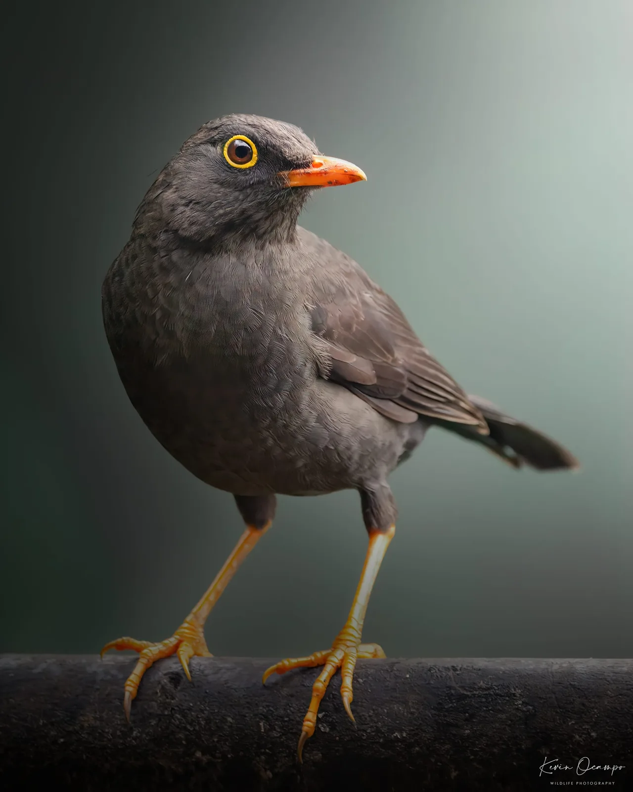 Wildlife and bird photography captured on an Ocampo Expeditions tour in Colombia.