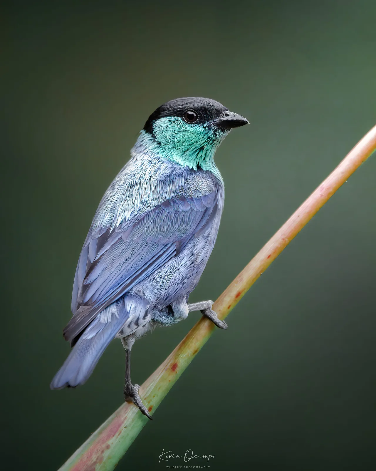 Wildlife and bird photography captured on an Ocampo Expeditions tour in Colombia.