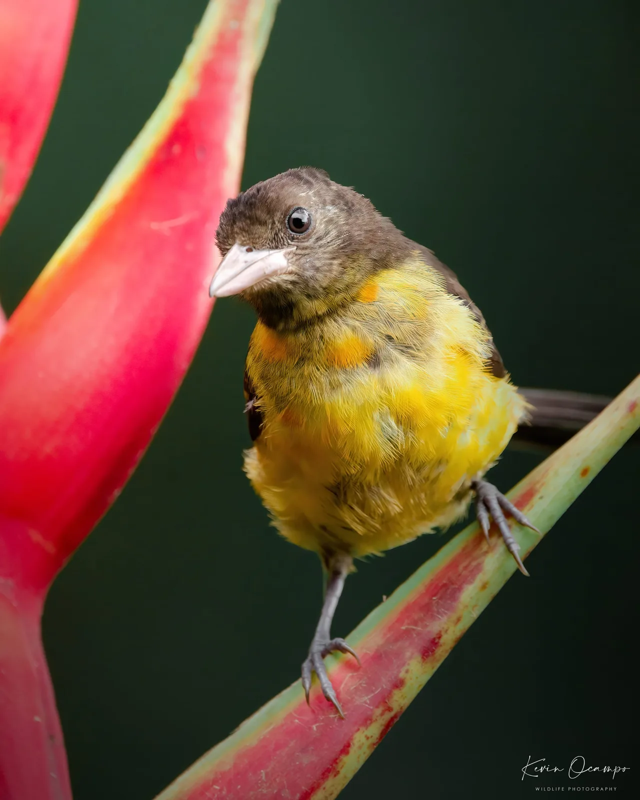 Wildlife and bird photography captured on an Ocampo Expeditions tour in Colombia.