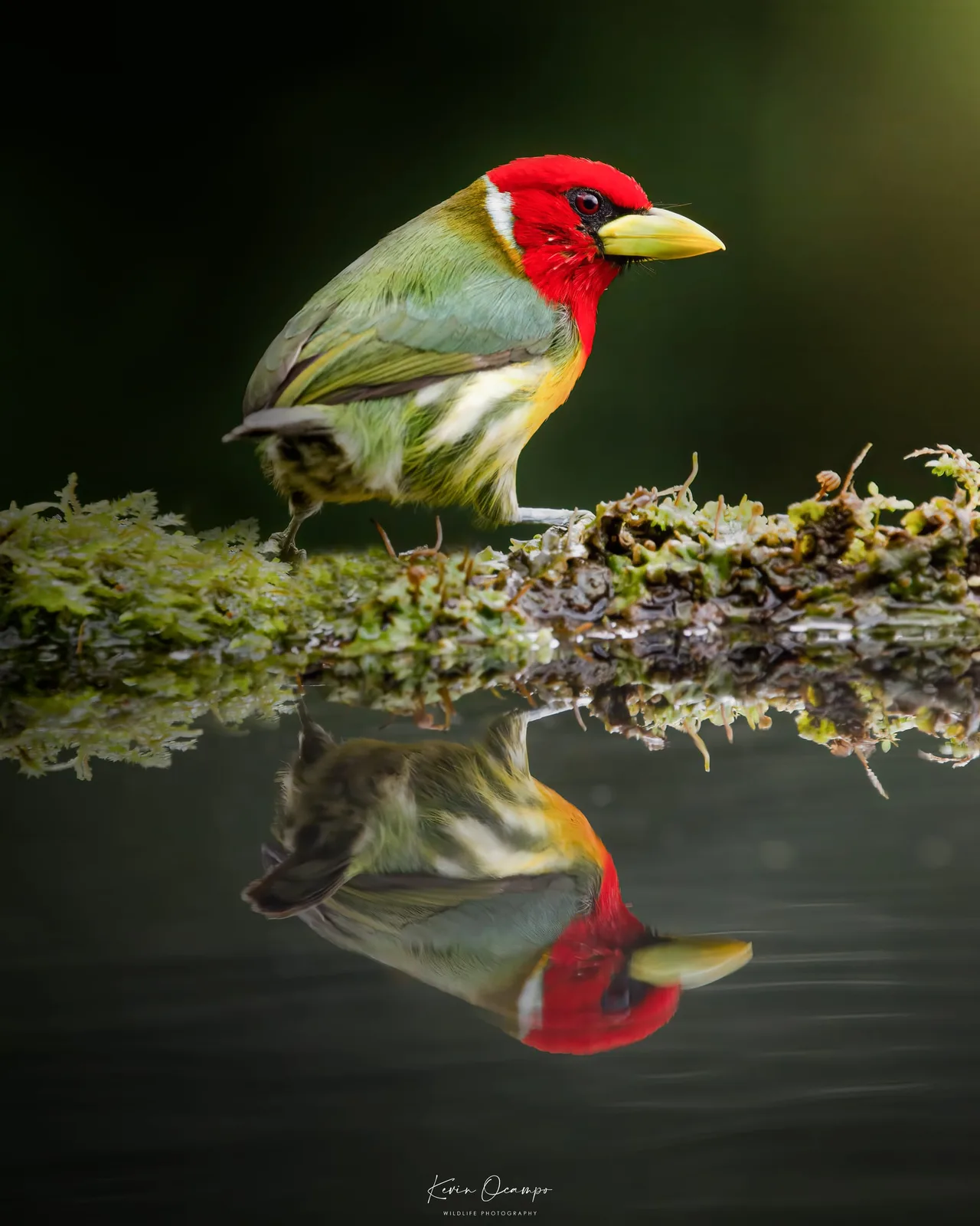 Wildlife and bird photography captured on an Ocampo Expeditions tour in Colombia.