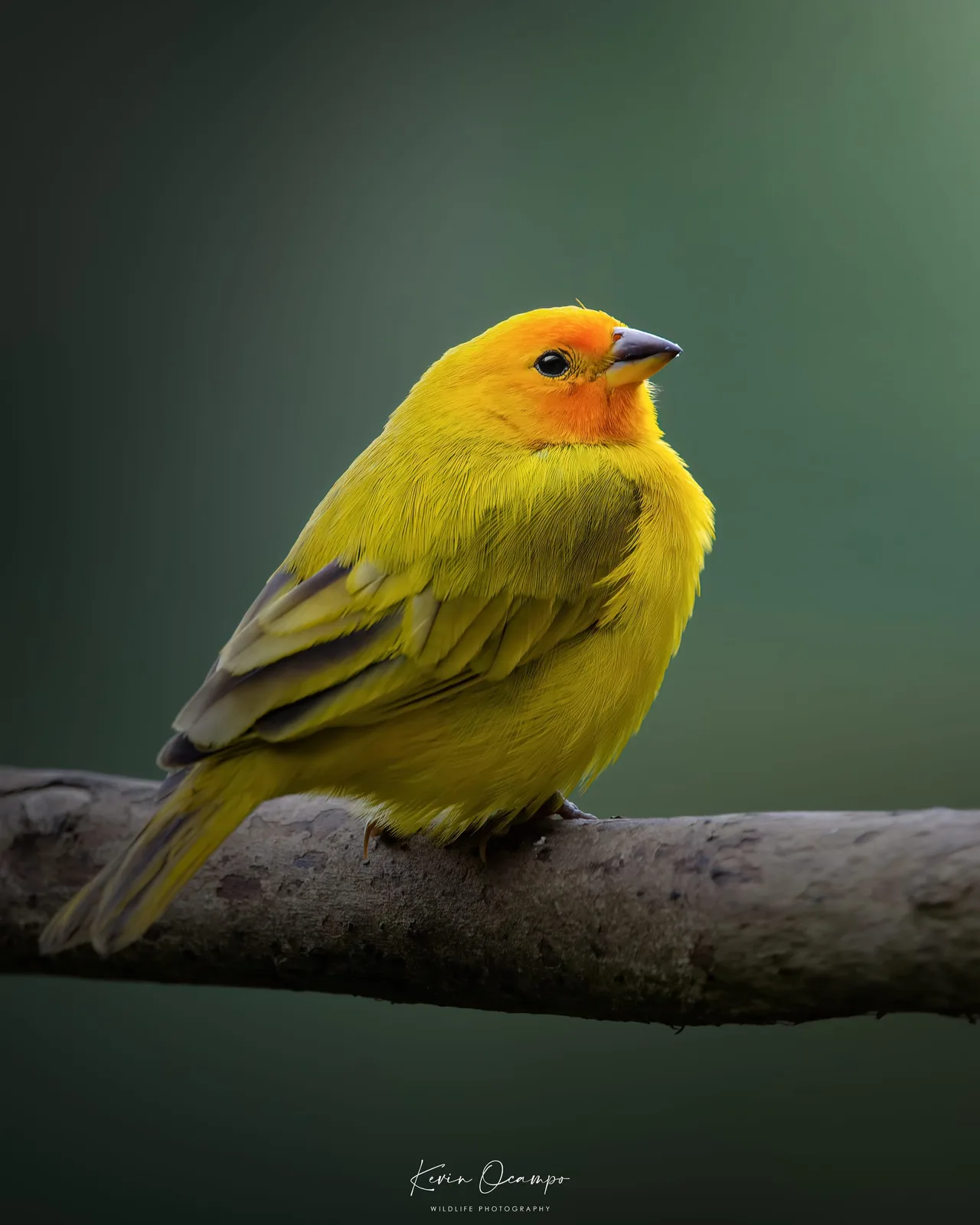 Wildlife and bird photography captured on an Ocampo Expeditions tour in Colombia.