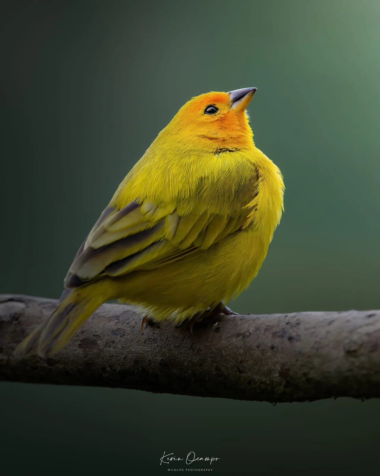 Wildlife and bird photography captured on an Ocampo Expeditions tour in Colombia.