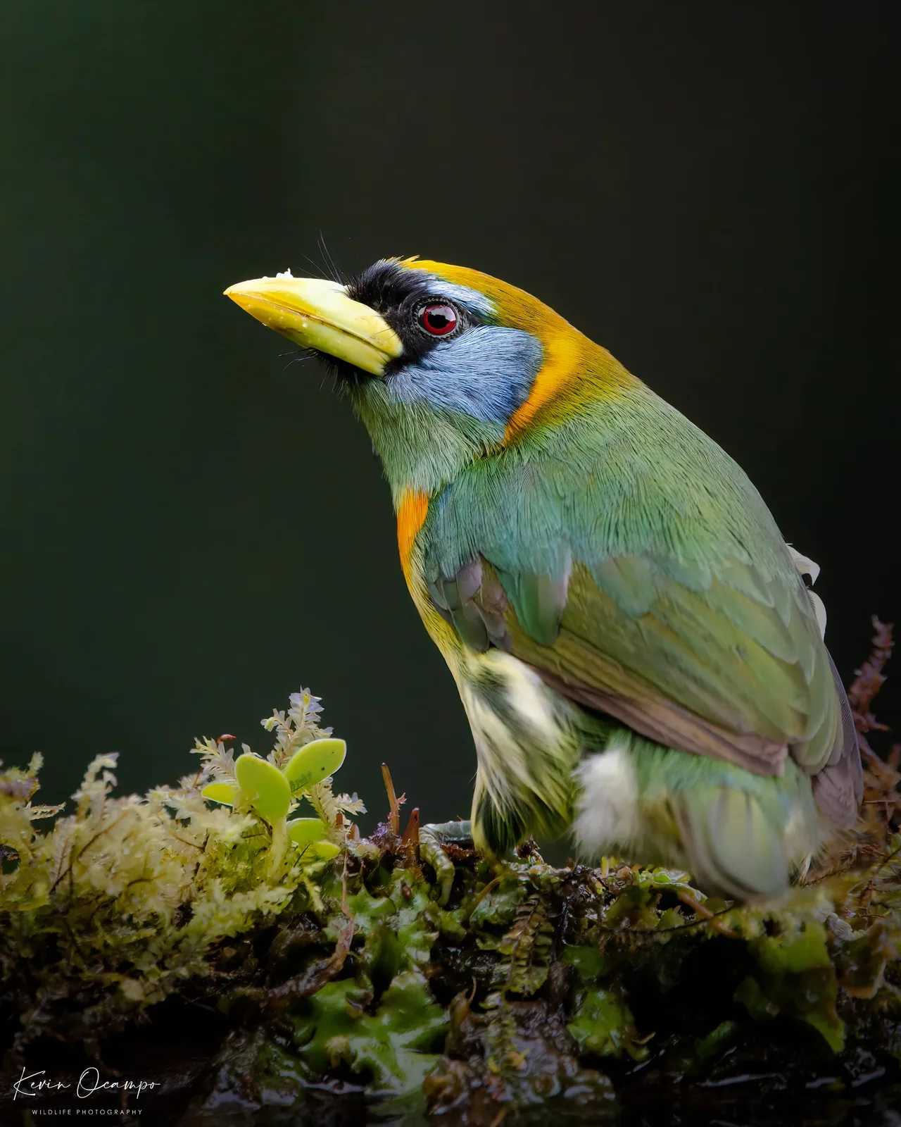 Wildlife and bird photography captured on an Ocampo Expeditions tour in Colombia.