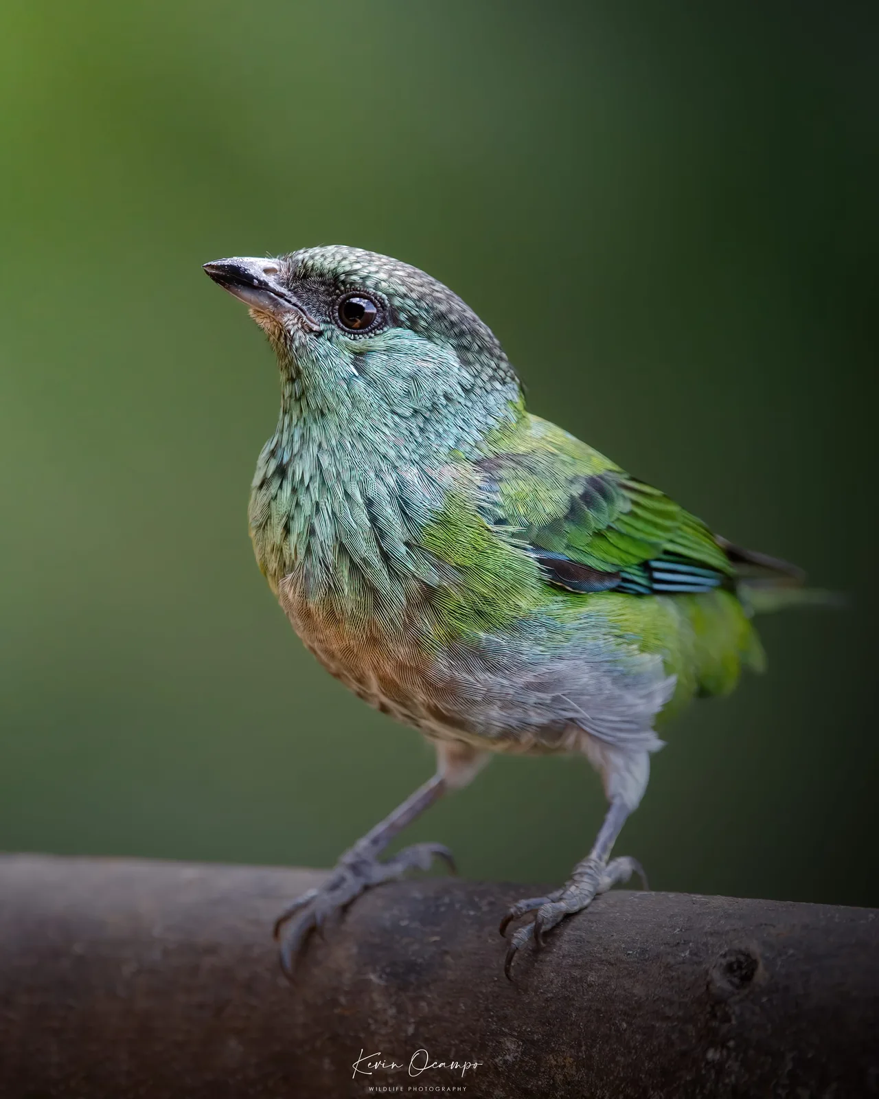 Wildlife and bird photography captured on an Ocampo Expeditions tour in Colombia.