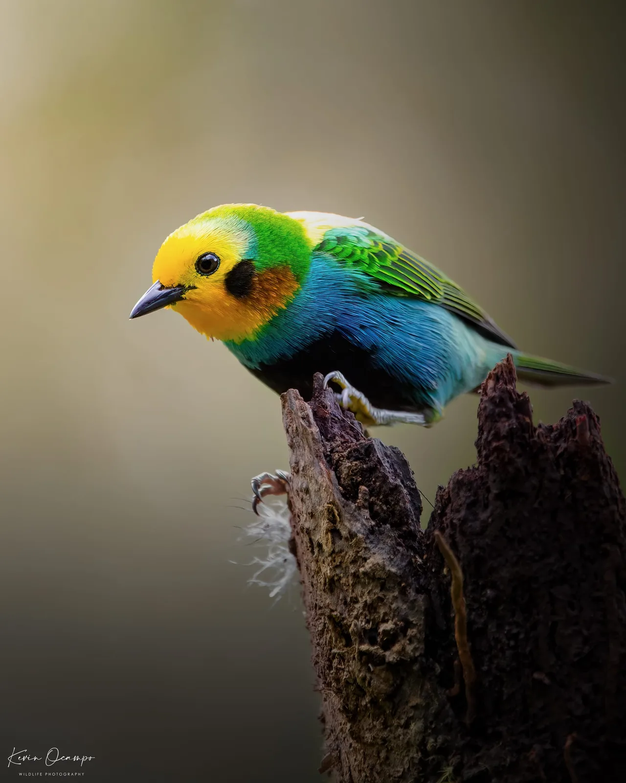 Wildlife and bird photography captured on an Ocampo Expeditions tour in Colombia.