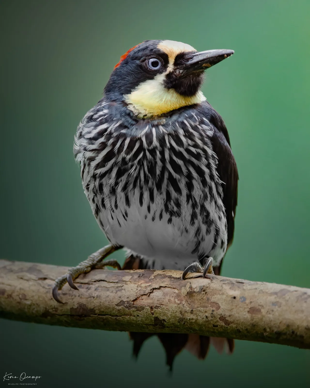 Wildlife and bird photography captured on an Ocampo Expeditions tour in Colombia.