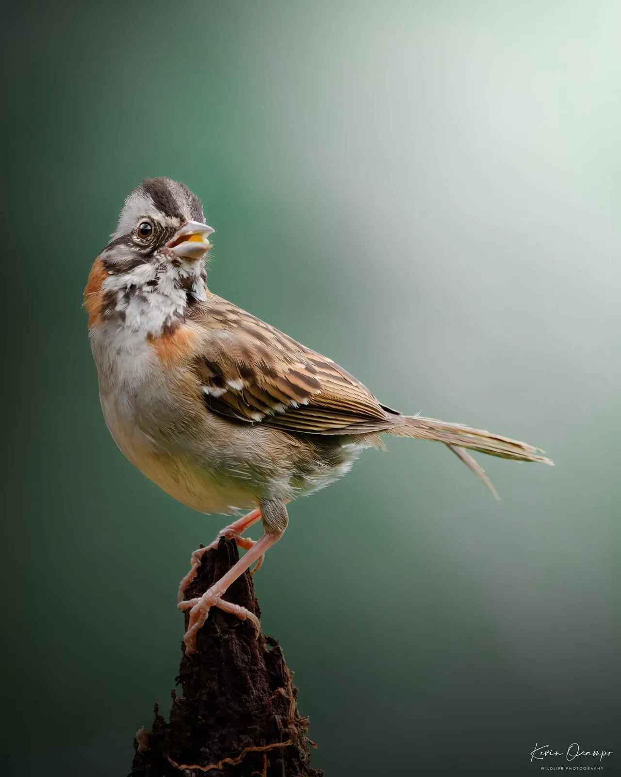 Wildlife and bird photography captured on an Ocampo Expeditions tour in Colombia.