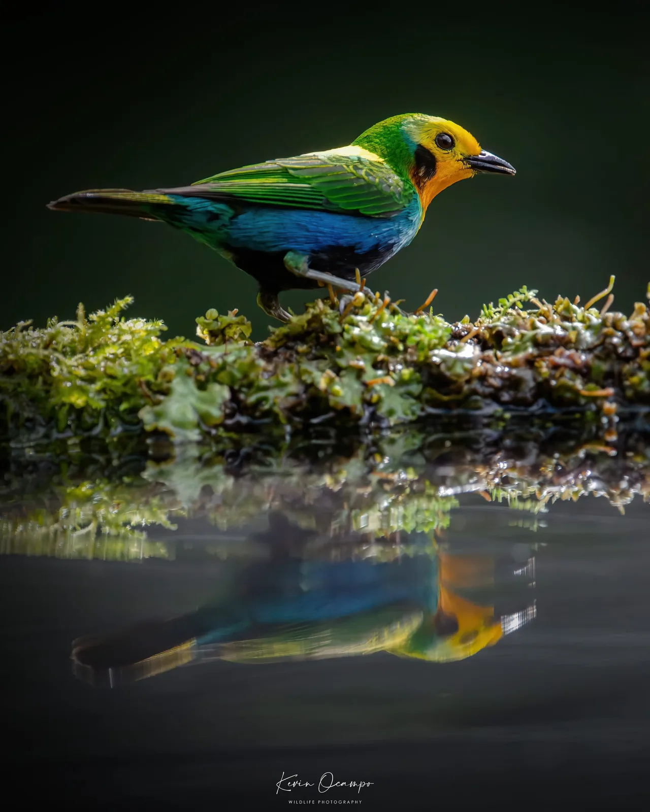 Wildlife and bird photography captured on an Ocampo Expeditions tour in Colombia.