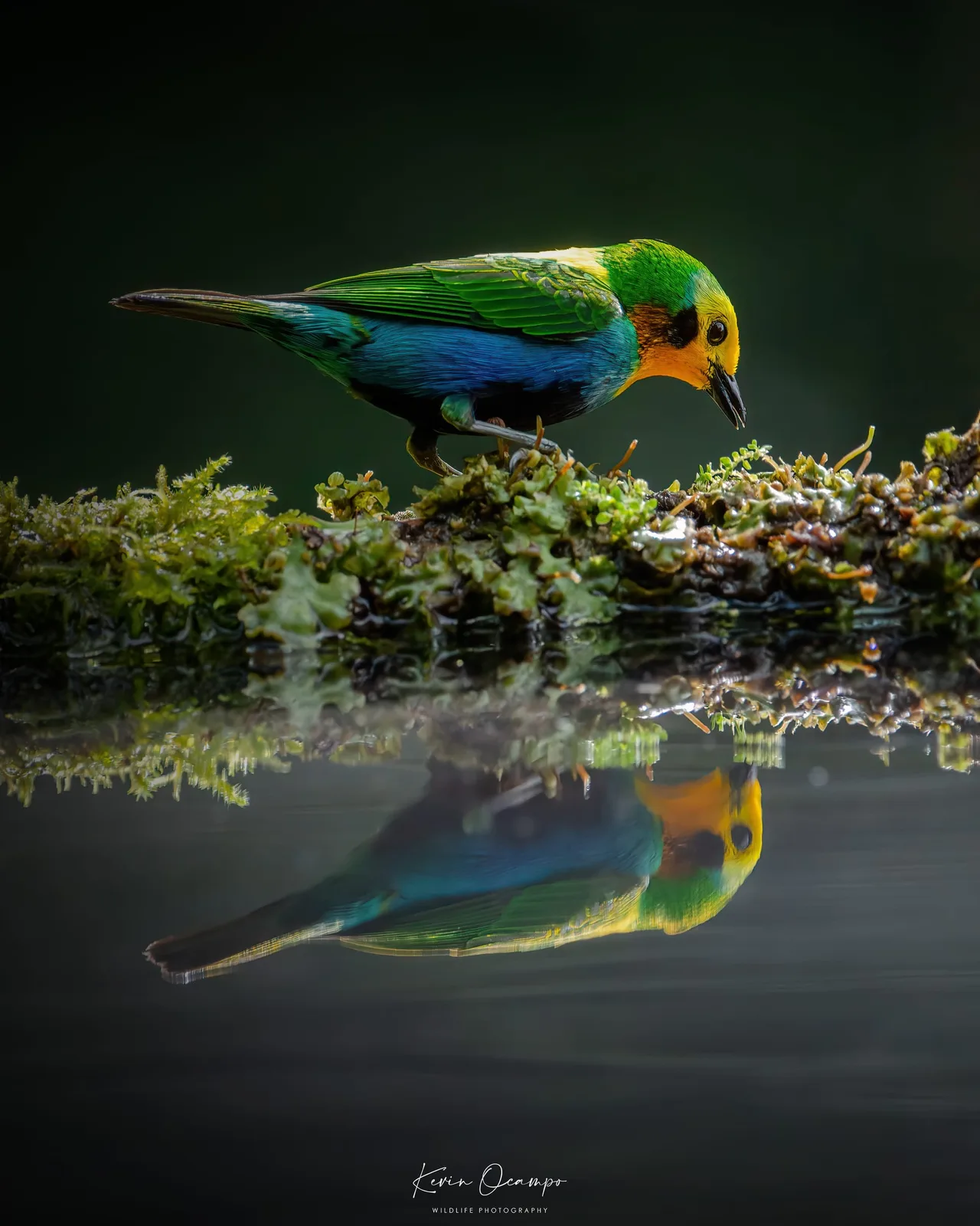 Wildlife and bird photography captured on an Ocampo Expeditions tour in Colombia.