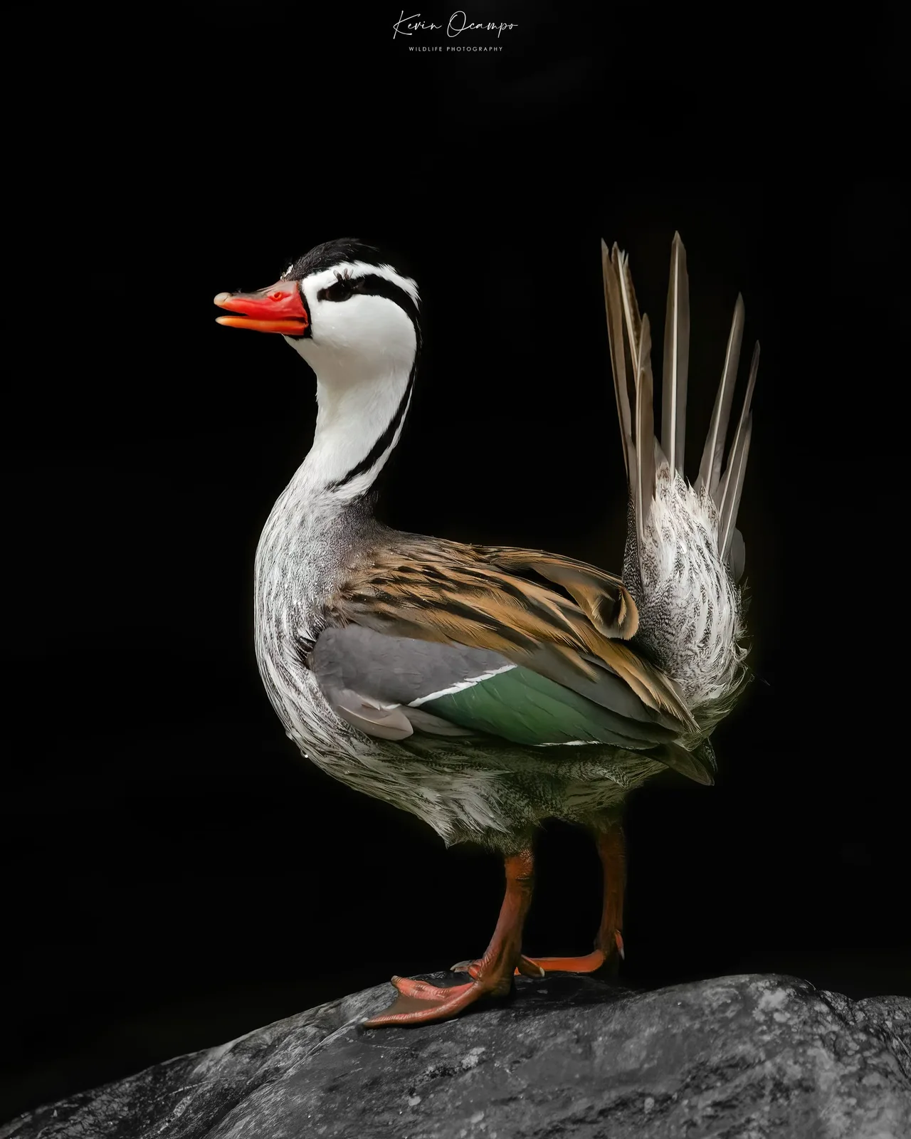 Wildlife and bird photography captured on an Ocampo Expeditions tour in Colombia.