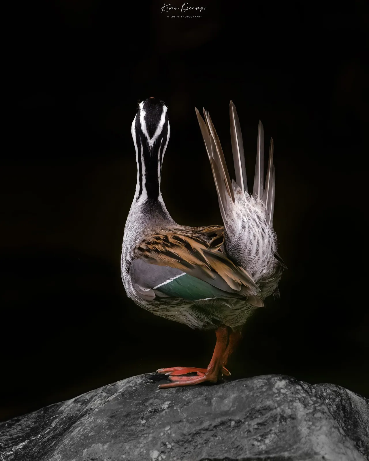 Wildlife and bird photography captured on an Ocampo Expeditions tour in Colombia.