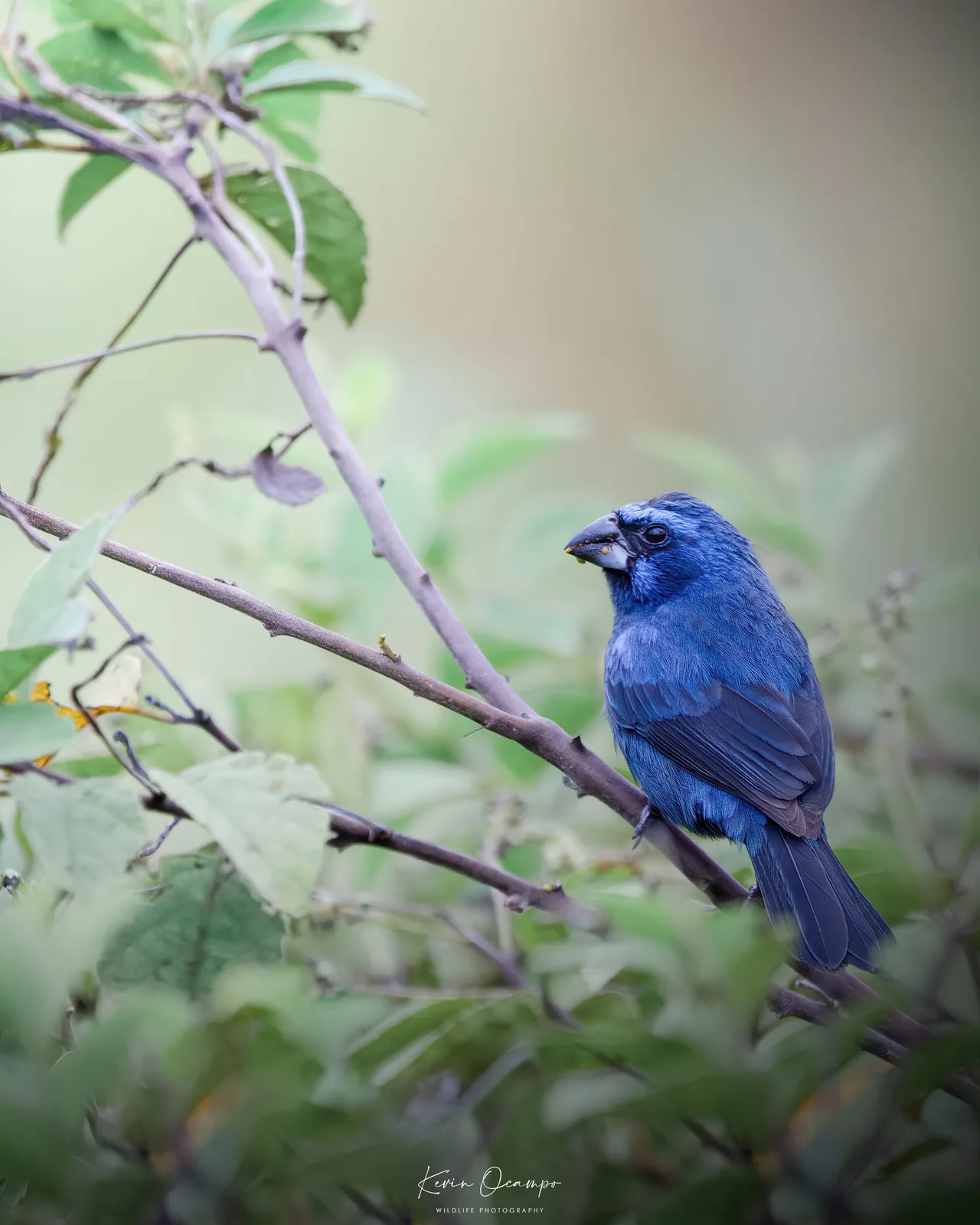 Wildlife and bird photography captured on an Ocampo Expeditions tour in Colombia.