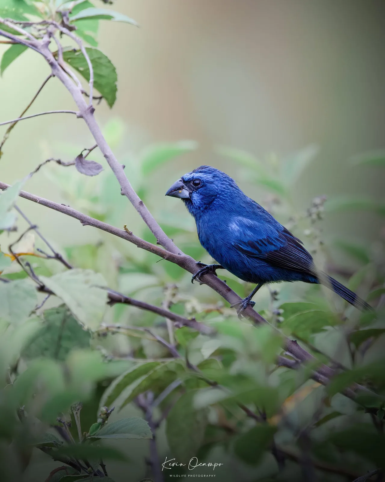 Wildlife and bird photography captured on an Ocampo Expeditions tour in Colombia.