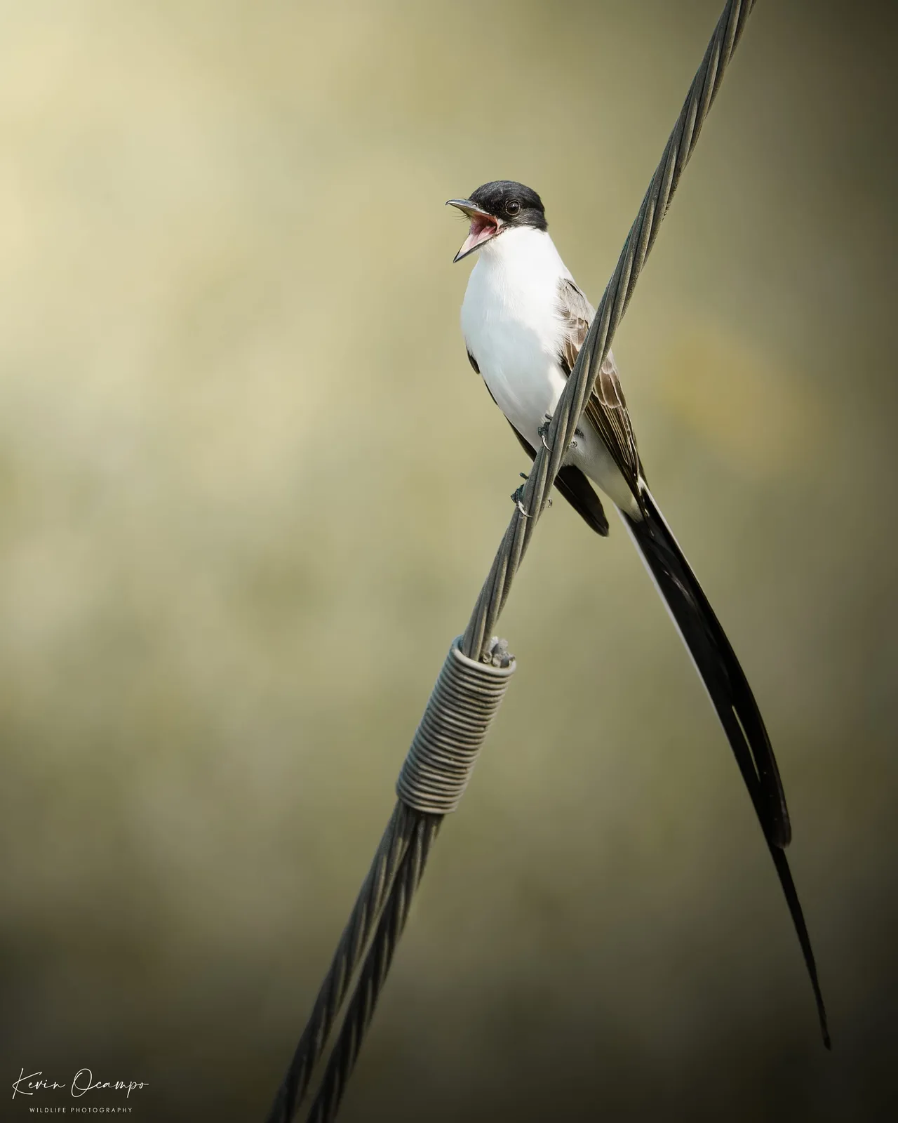 Wildlife and bird photography captured on an Ocampo Expeditions tour in Colombia.