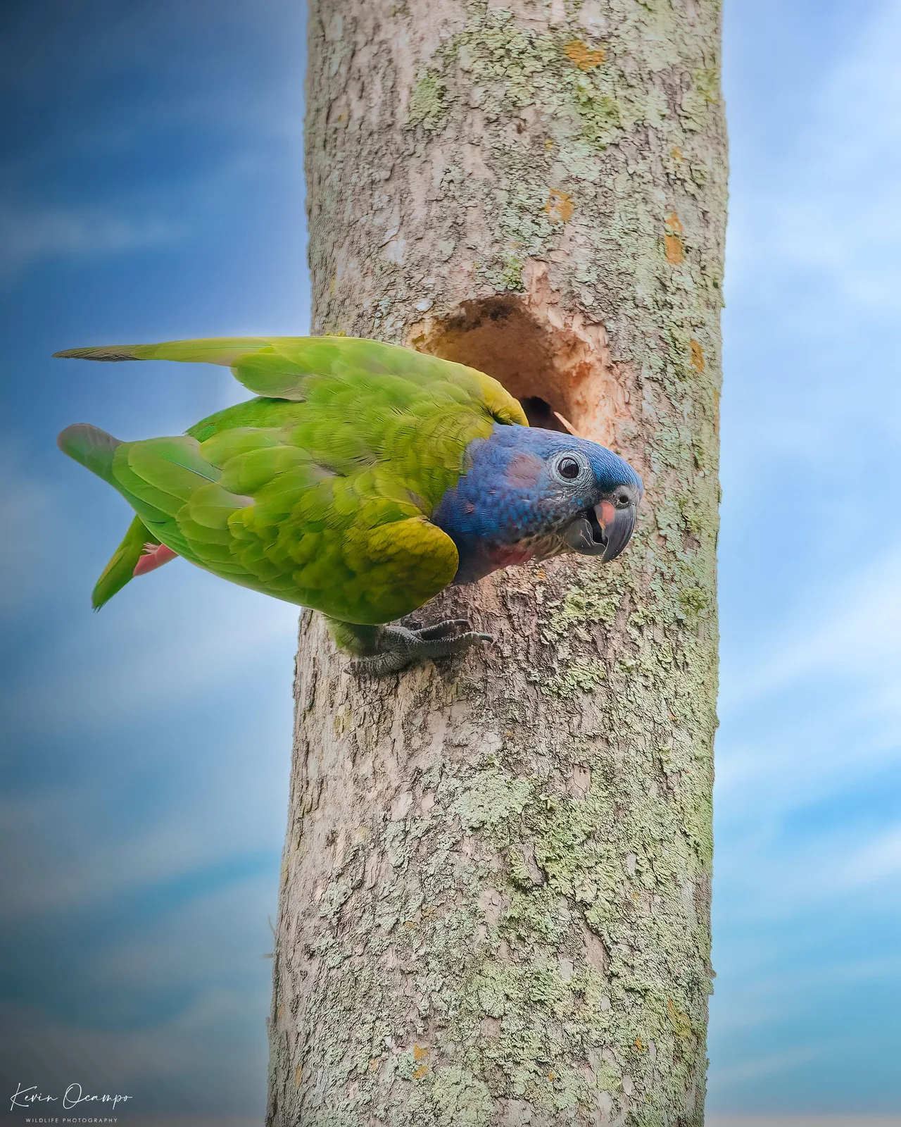 Wildlife and bird photography captured on an Ocampo Expeditions tour in Colombia.
