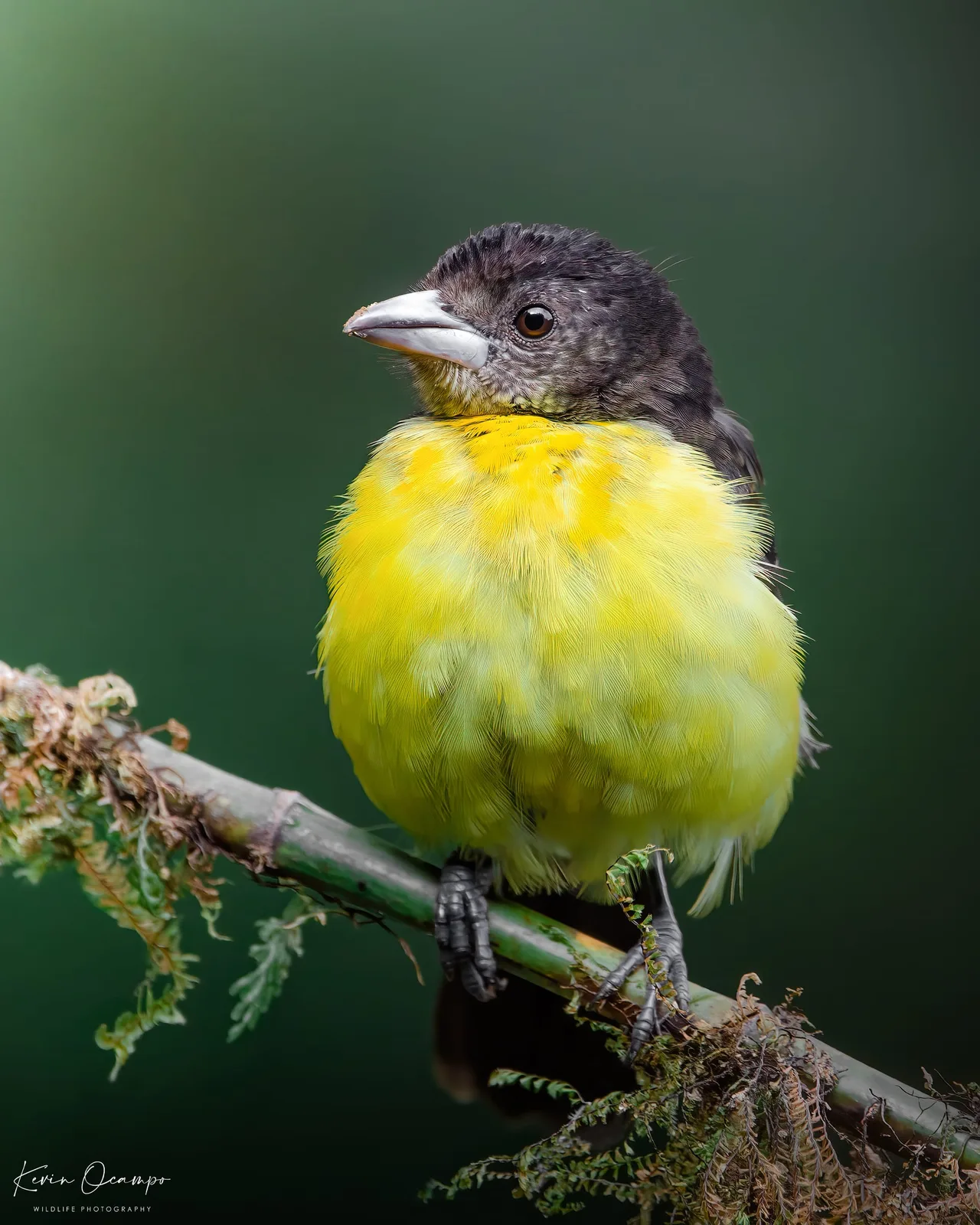 Wildlife and bird photography captured on an Ocampo Expeditions tour in Colombia.