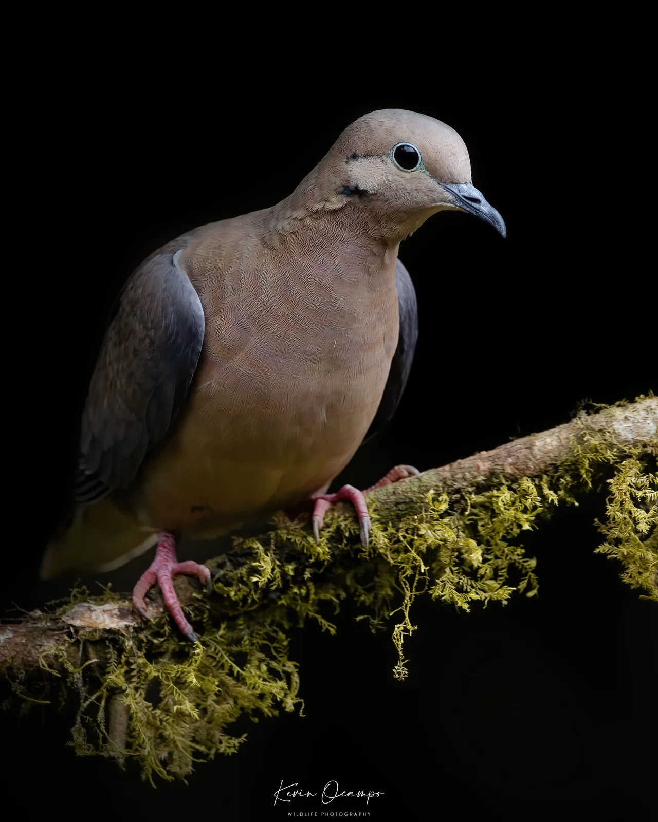 Wildlife and bird photography captured on an Ocampo Expeditions tour in Colombia.