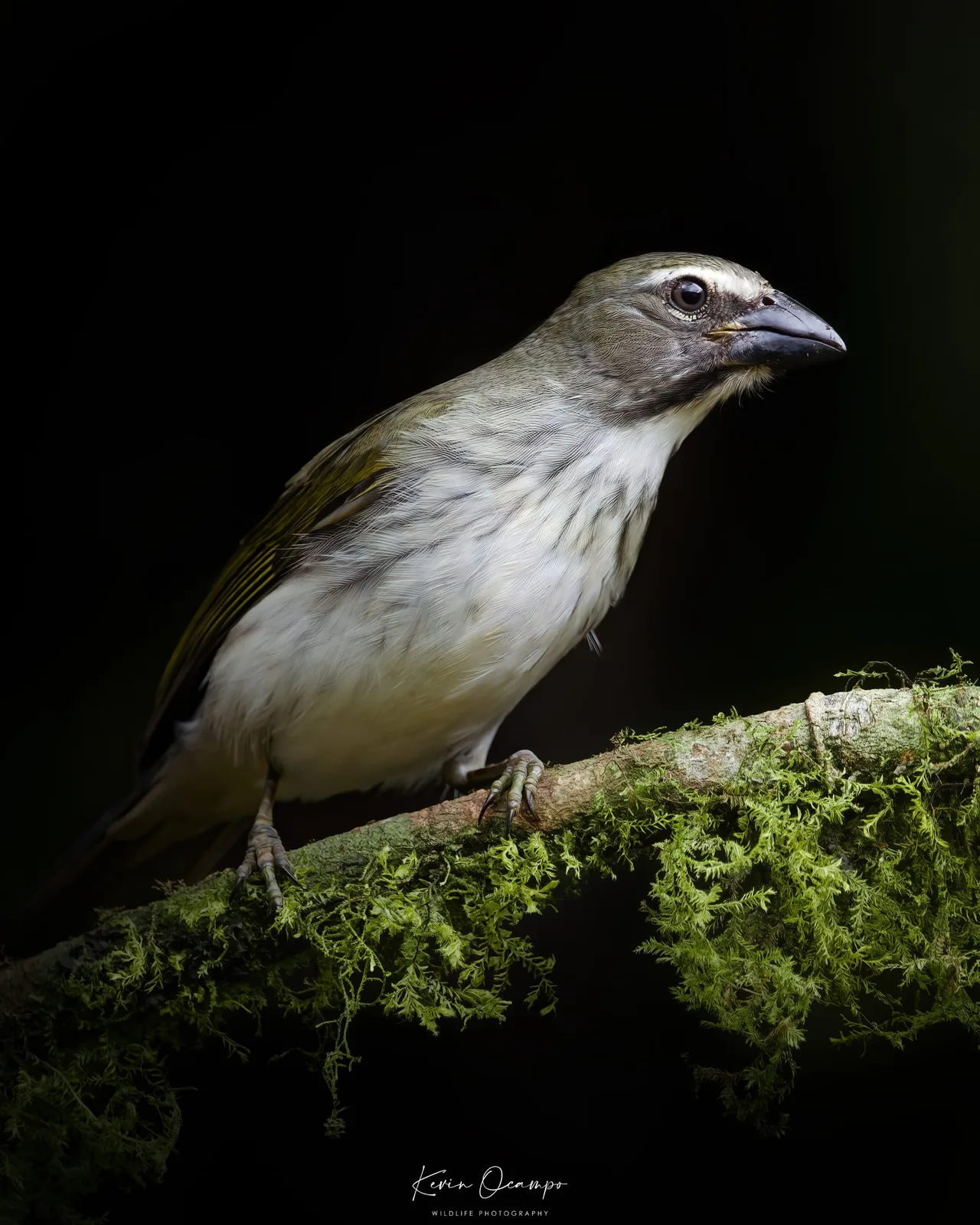 Wildlife and bird photography captured on an Ocampo Expeditions tour in Colombia.