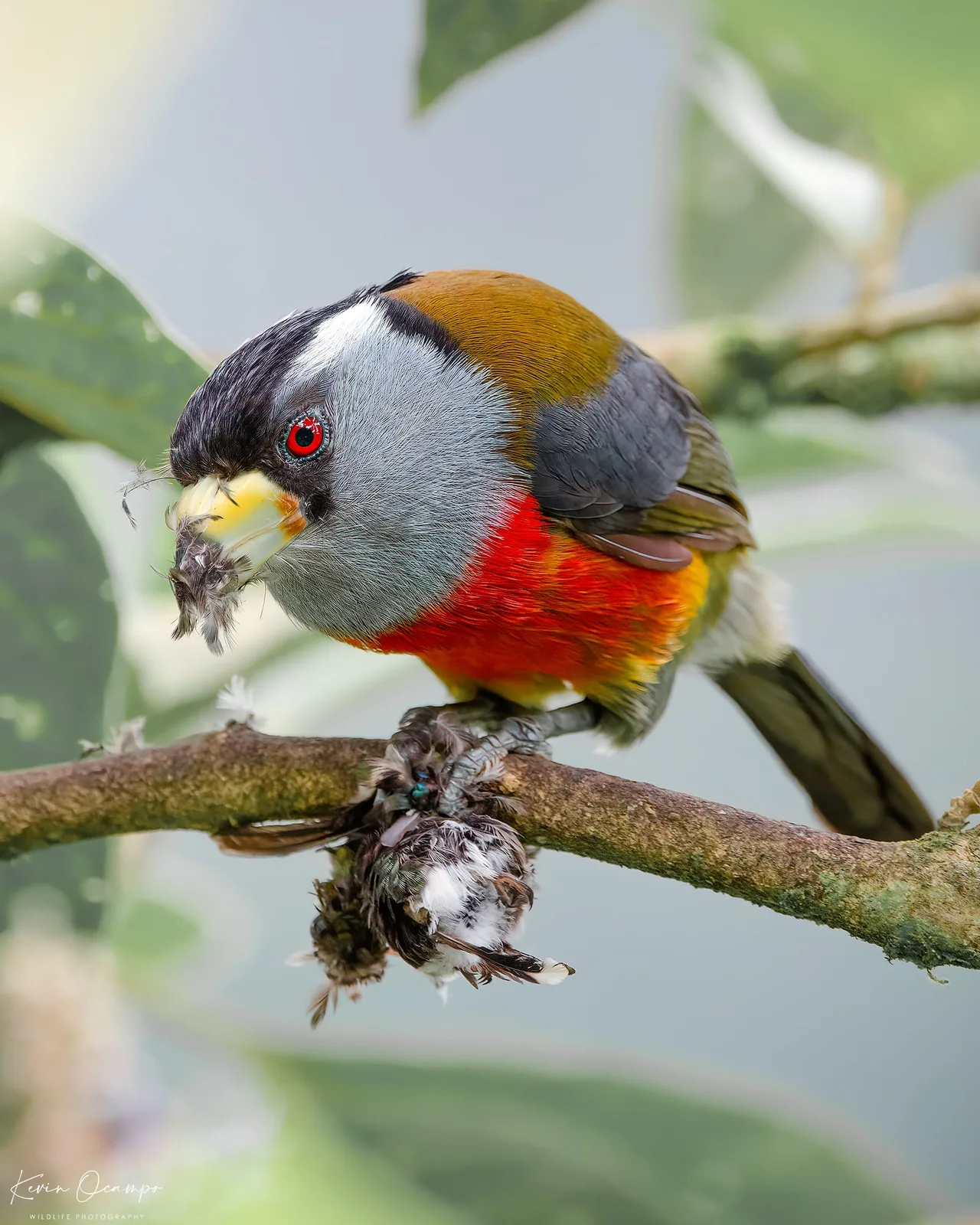Wildlife and bird photography captured on an Ocampo Expeditions tour in Colombia.