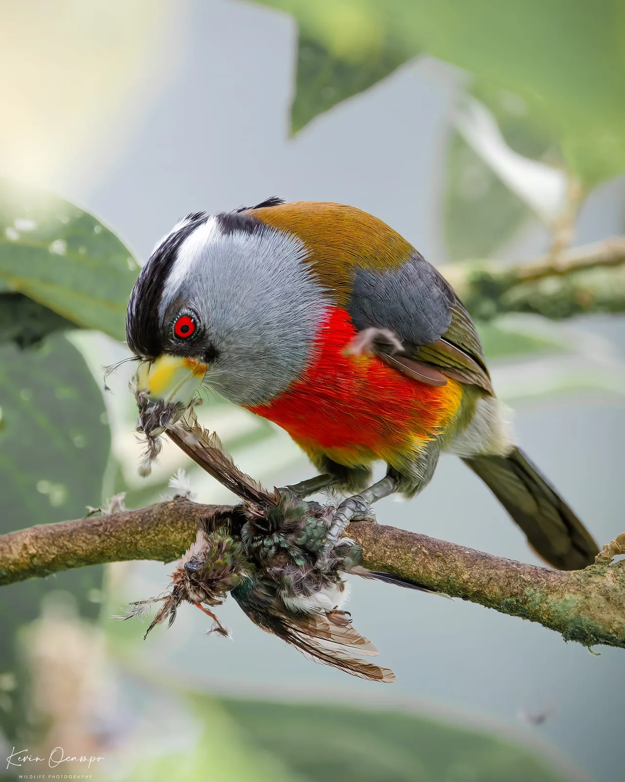 Wildlife and bird photography captured on an Ocampo Expeditions tour in Colombia.