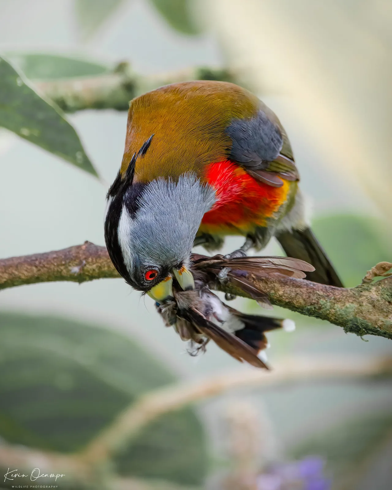 Wildlife and bird photography captured on an Ocampo Expeditions tour in Colombia.