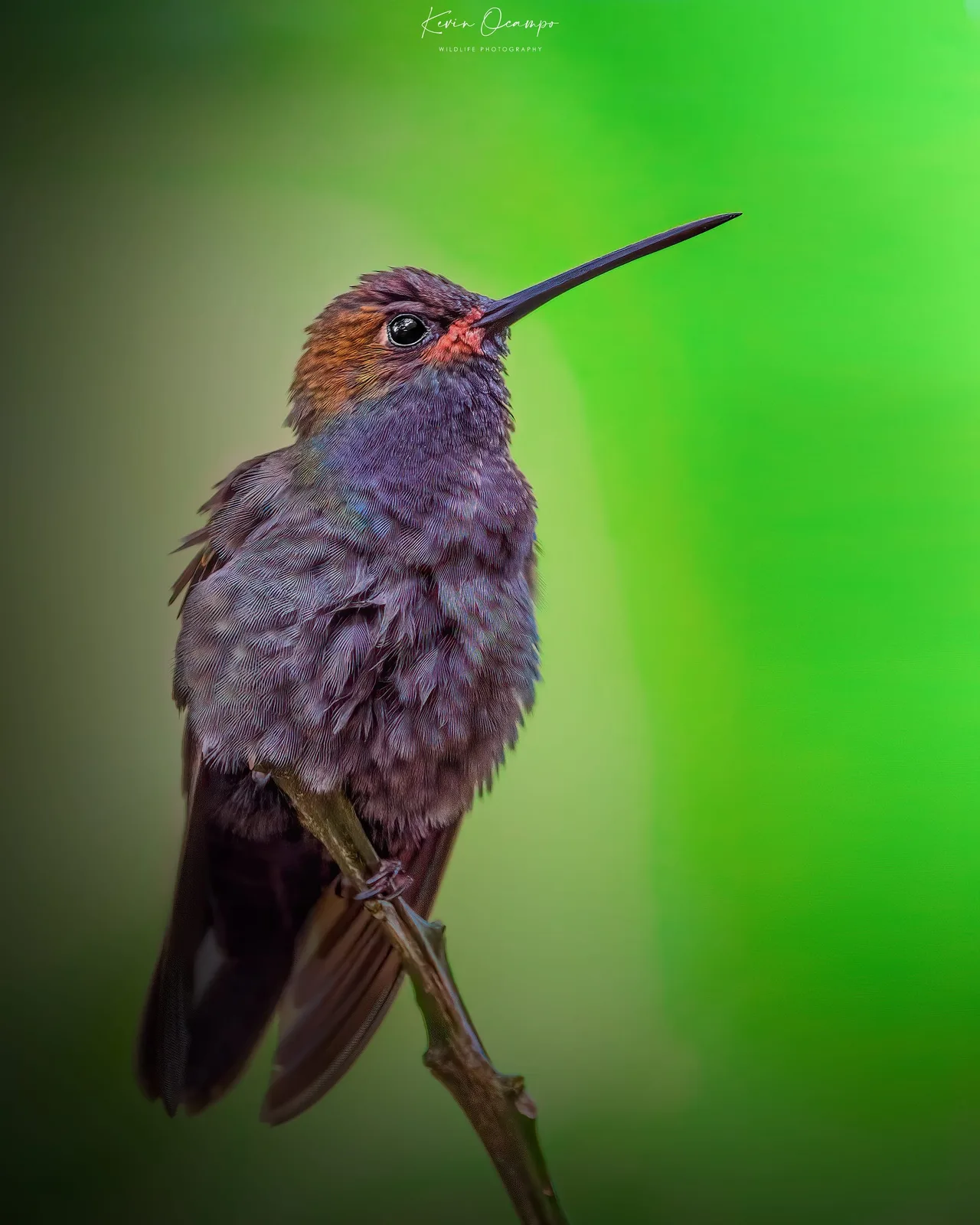 Wildlife and bird photography captured on an Ocampo Expeditions tour in Colombia.