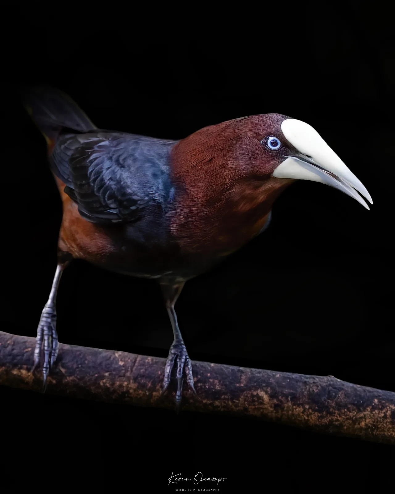 Wildlife and bird photography captured on an Ocampo Expeditions tour in Colombia.