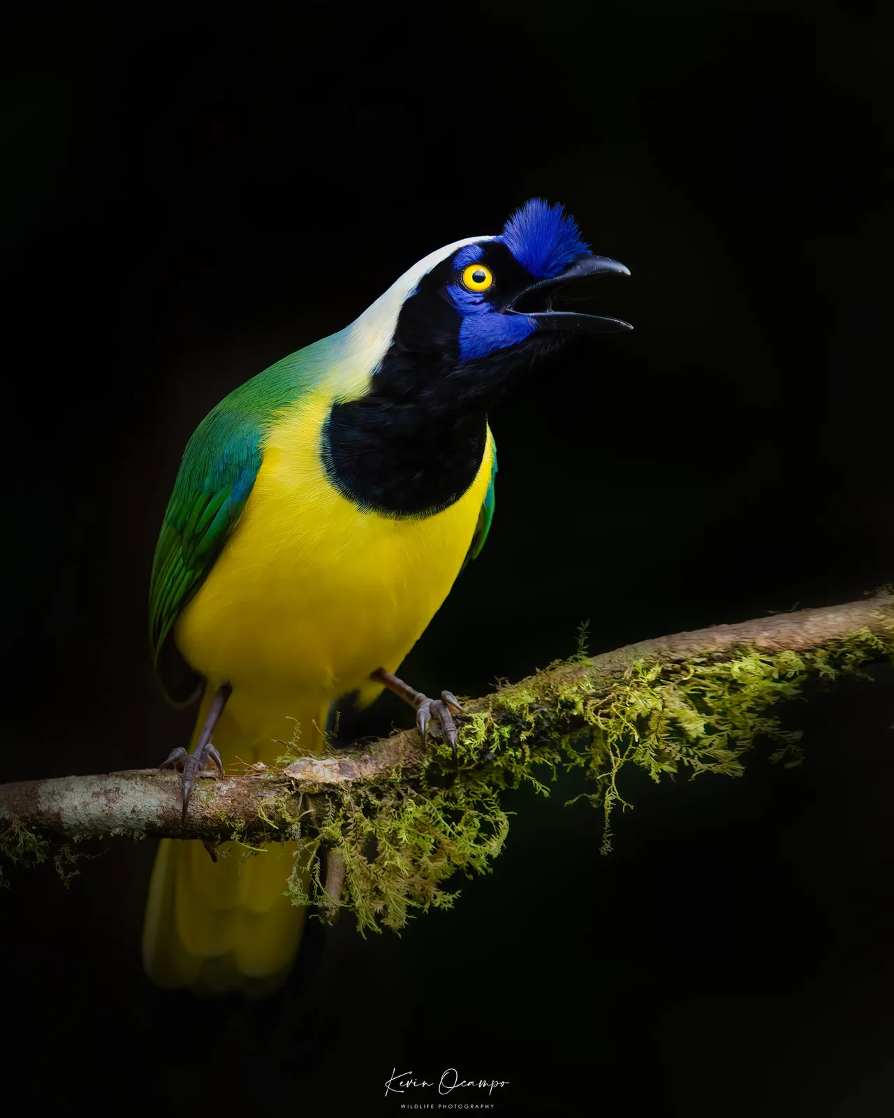 Wildlife and bird photography captured on an Ocampo Expeditions tour in Colombia.