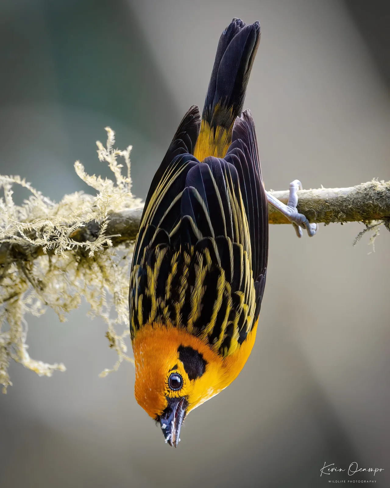 Wildlife and bird photography captured on an Ocampo Expeditions tour in Colombia.