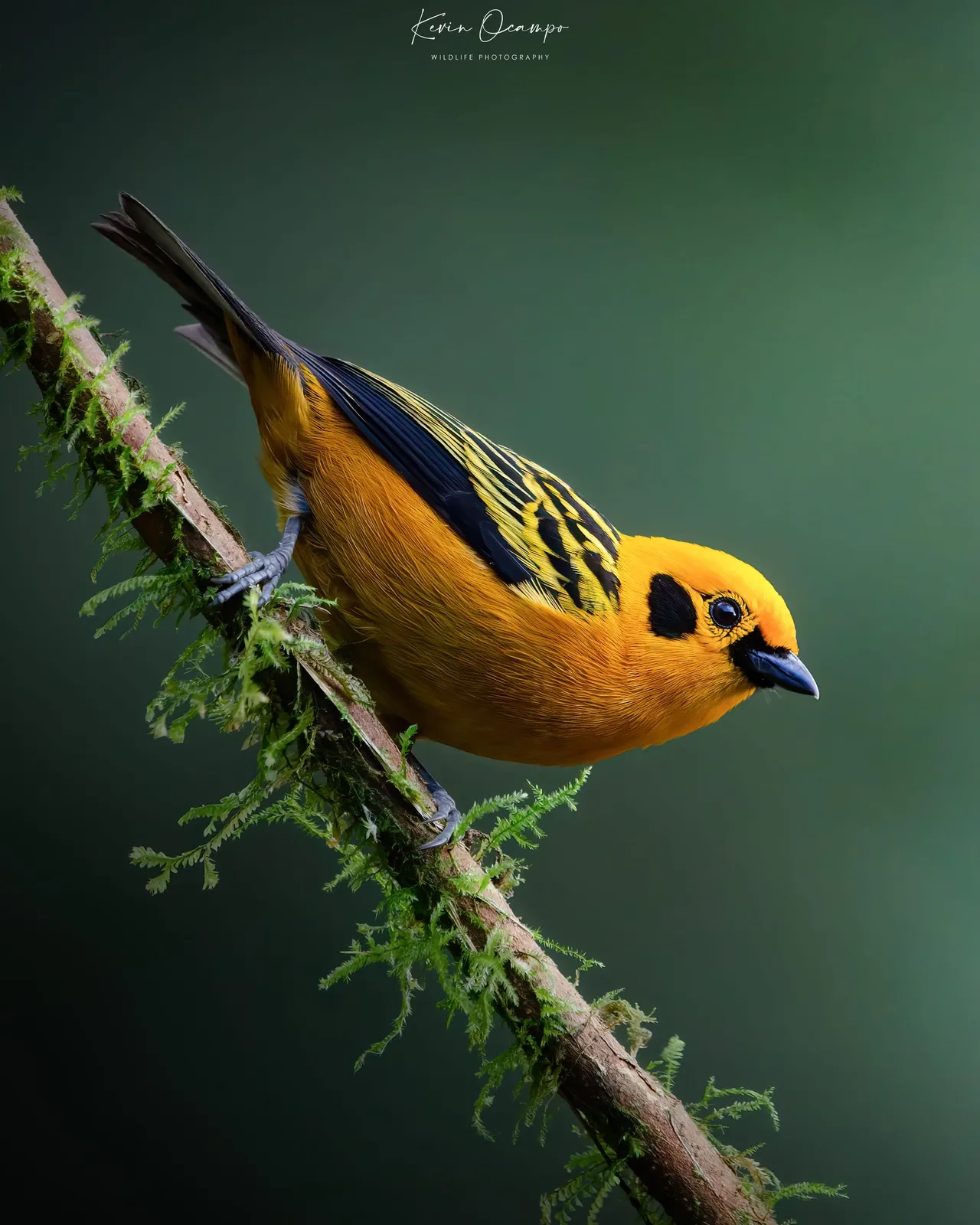 Wildlife and bird photography captured on an Ocampo Expeditions tour in Colombia.